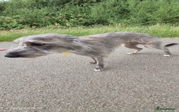 Whippet dogs for stud: Bedlington Whippet Stud. - Image 10