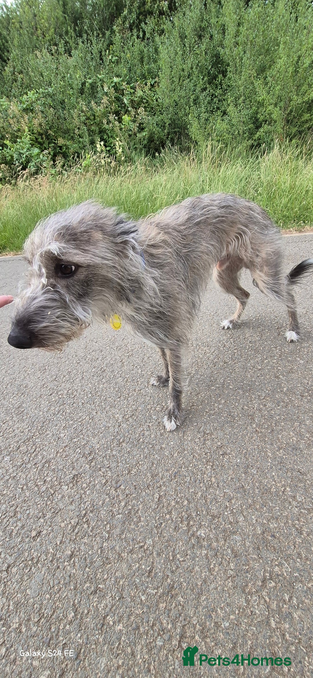 Whippet dogs for stud: Bedlington Whippet Stud. - Image 10