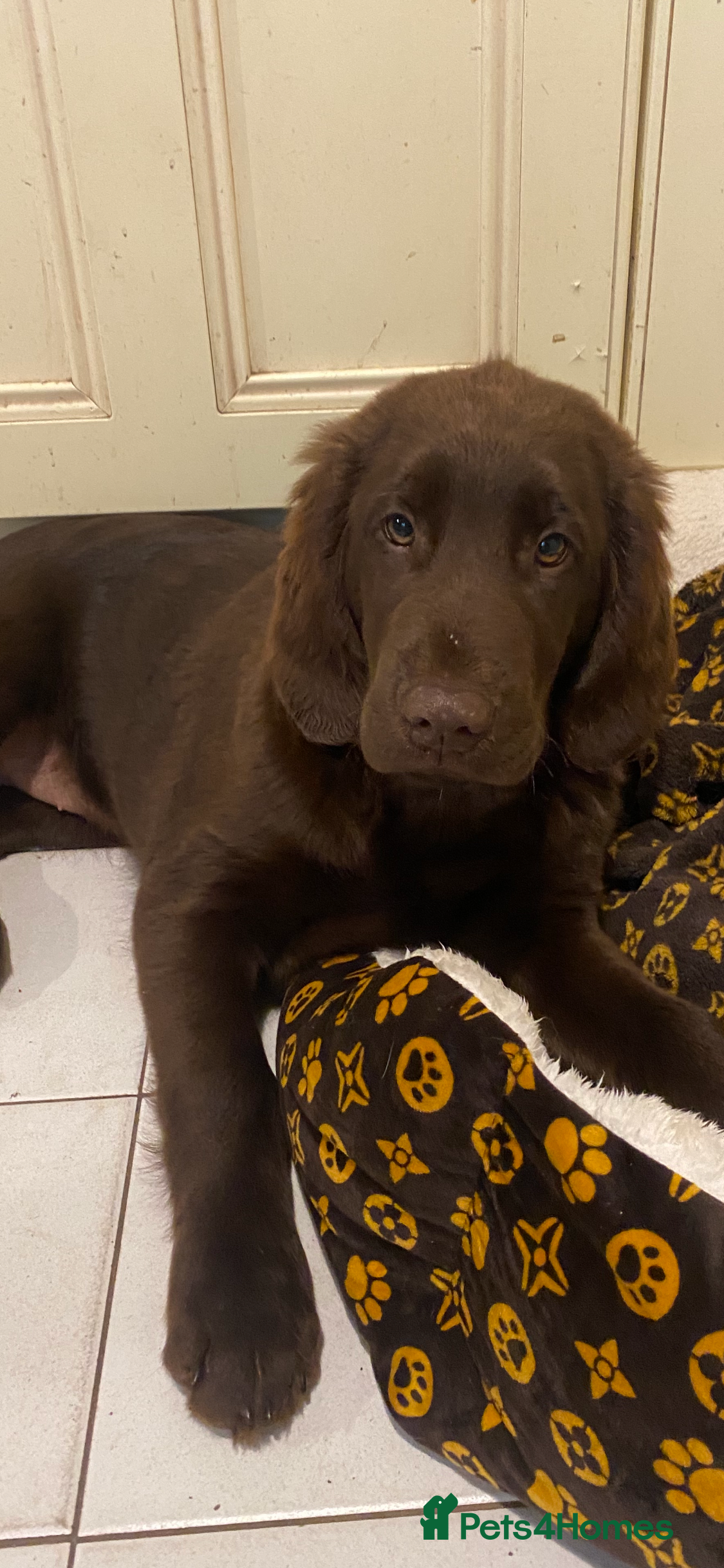 Mixed Breed dogs Golden retriever x Flatcoat retriever  - Advert 1