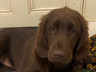 Mixed Breed dogs Golden retriever x Flatcoat retriever - Advert 1