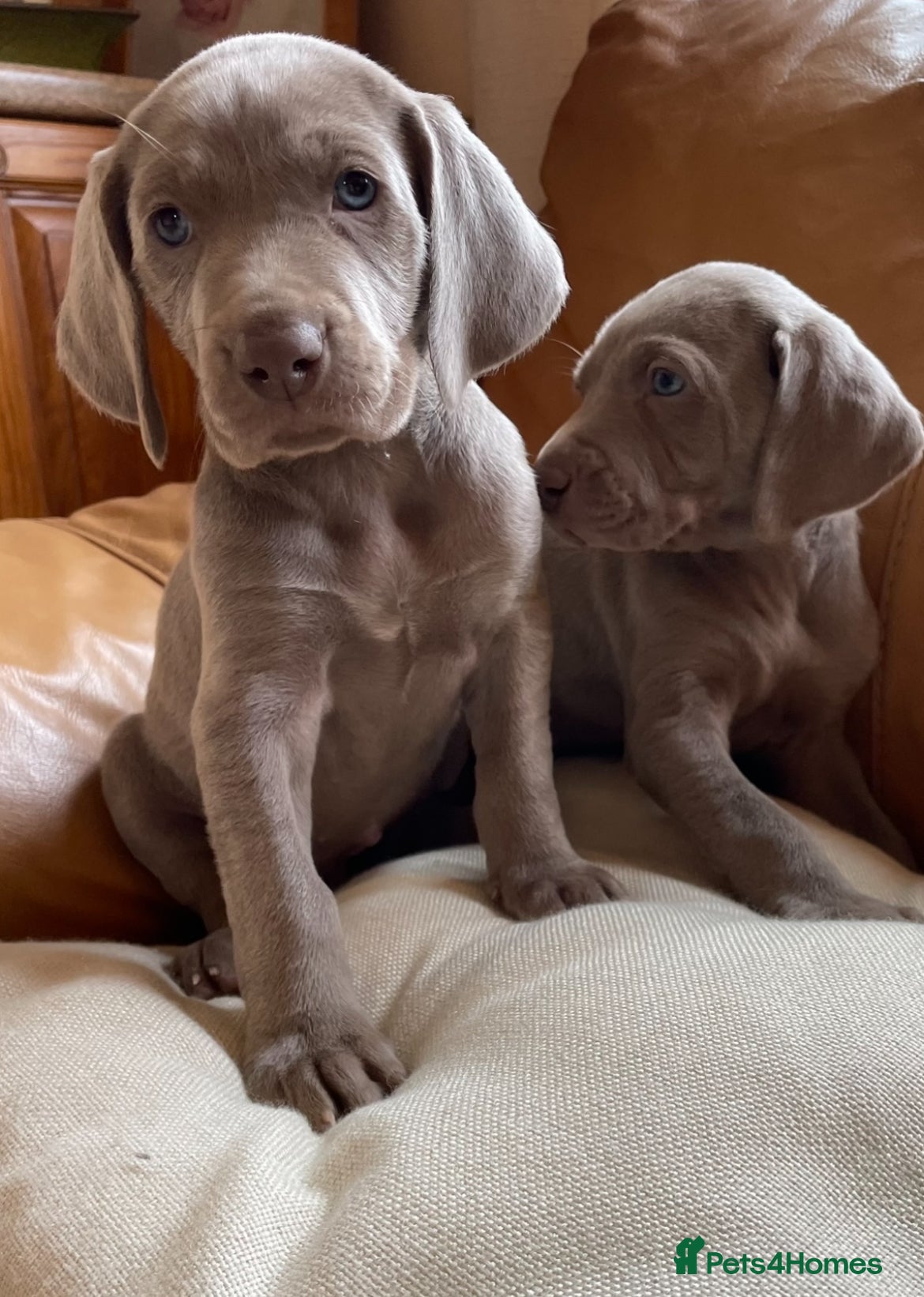 Weimaraner dogs Stunning litter of weimeraner Pups - Advert 1