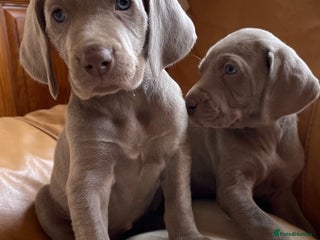 Weimaraner dogs Stunning litter of weimeraner Pups - Advert 1