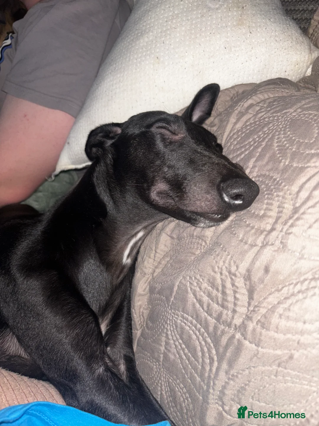 Whippet dogs for sale: KC registered whippet puppy  - Advert 3