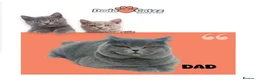 British Shorthair cats for sale: GCCF reg British Shorthair kittens ready to go now - Advert 17