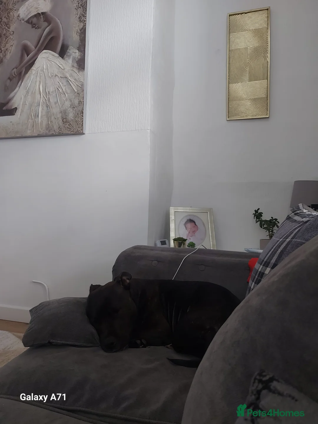 Staffordshire Bull Terrier dogs for sale: Female, brindle staffy. Age 3 in Bury - Advert 6