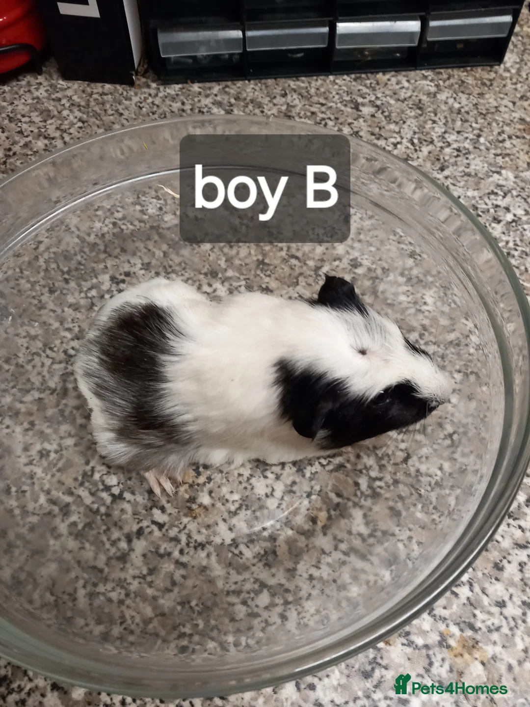 Guinea Pig rodents for sale: Baby guinea pigs ready now - Advert 6