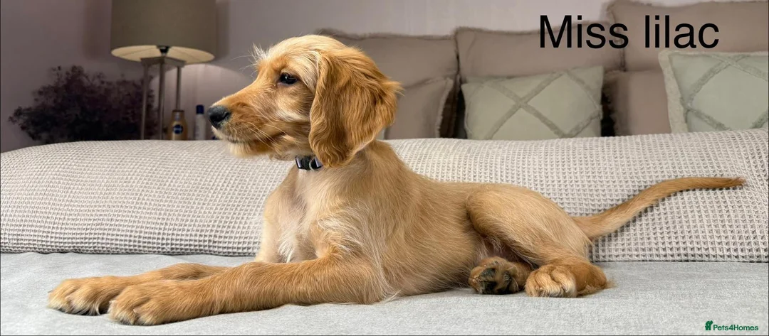 Goldendoodle dogs for sale: These will be stunning adults. Real head turners. - Advert 18