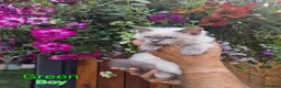 Ragdoll cats for sale: Ragdoll Kittens Ready For Forever Homes - Advert 10