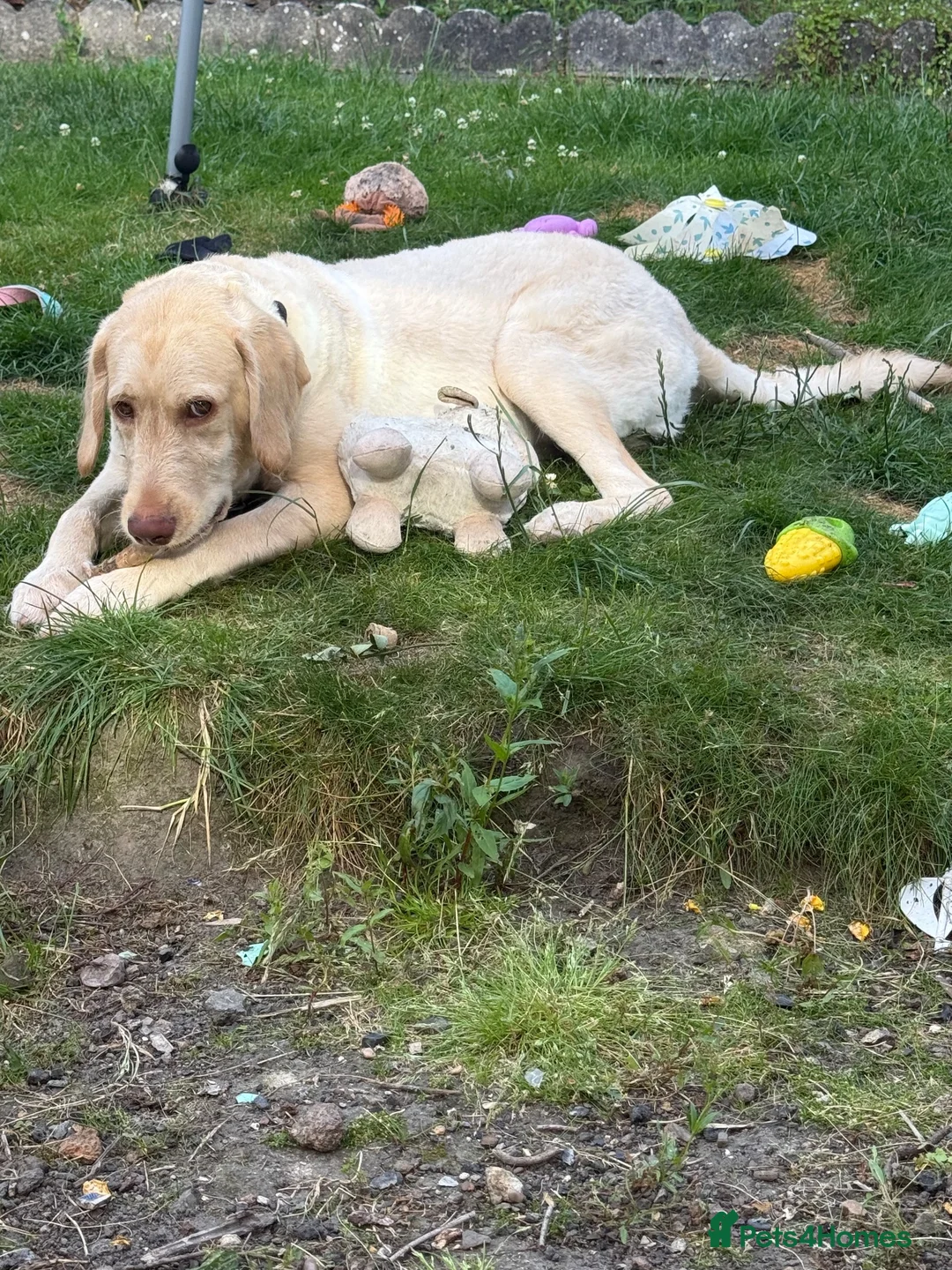 Labradoodle dogs for sale: Murphy- 8 Month Old Labradoodle - Advert 2