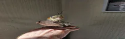 Cockatiels birds for sale: Cockatiel chicks hand tame  - Advert 30