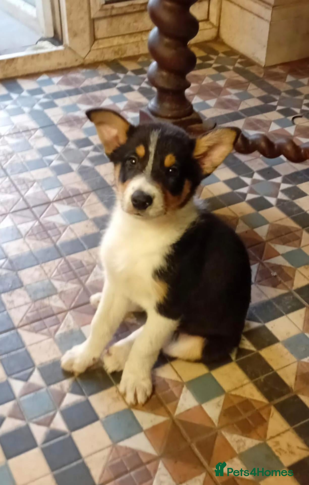 Border Collie dogs Puppy - Advert 9