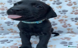 Labrador Retriever dogs for sale: **PEDIGREE, KC REGISTERED AND HIP SCORED** - Image 26