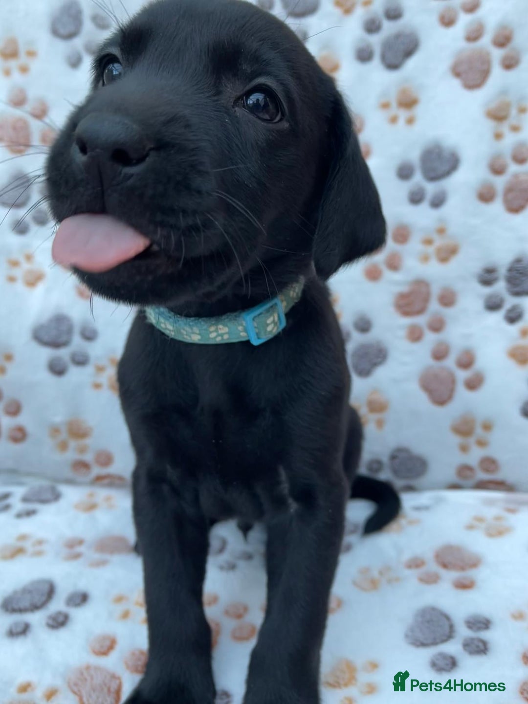 Labrador Retriever dogs for sale: **PEDIGREE, KC REGISTERED AND HIP SCORED** - Image 26