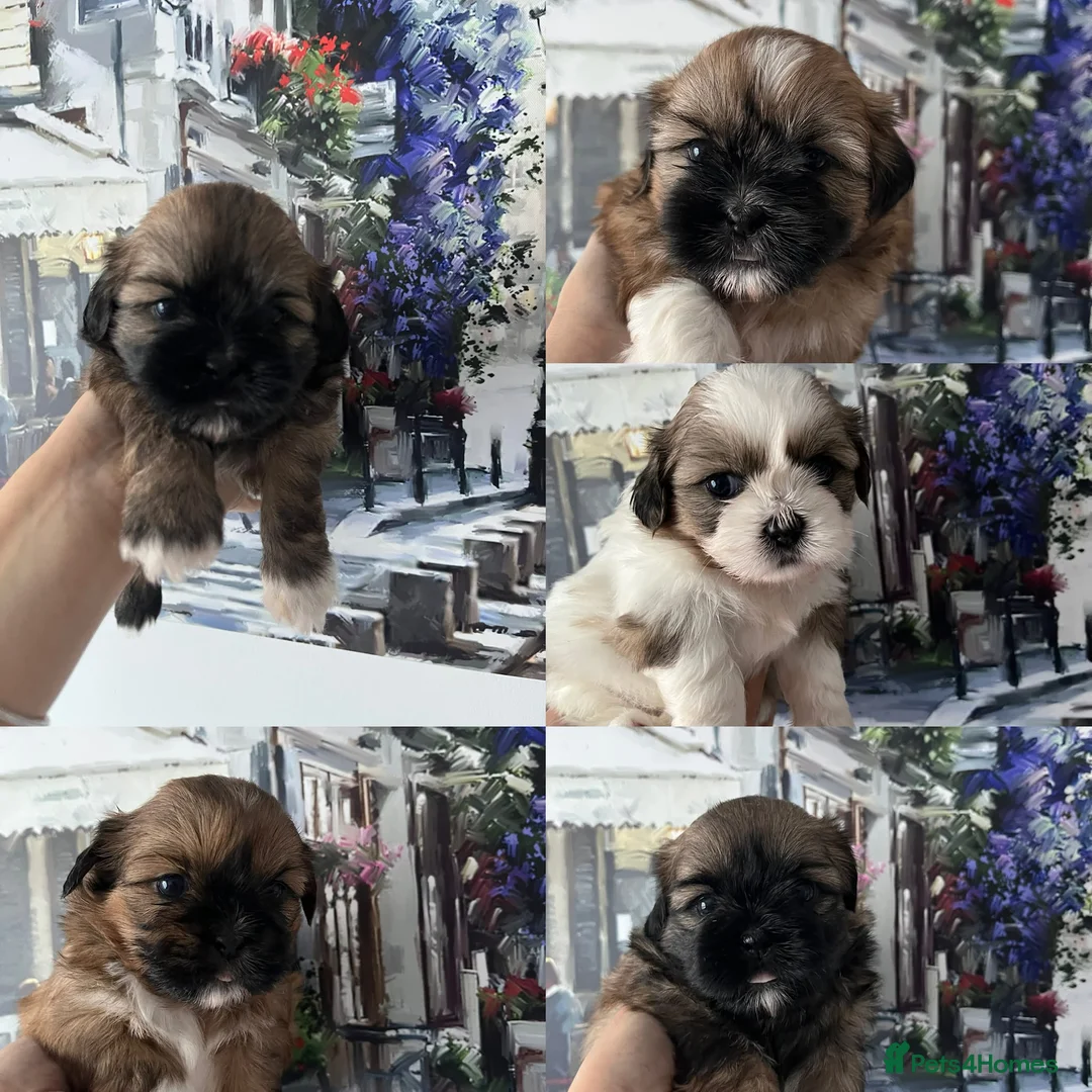 Shih Tzu dogs for sale: 🐶 Beautiful Pure Shih Tzu Puppies - Advert 9