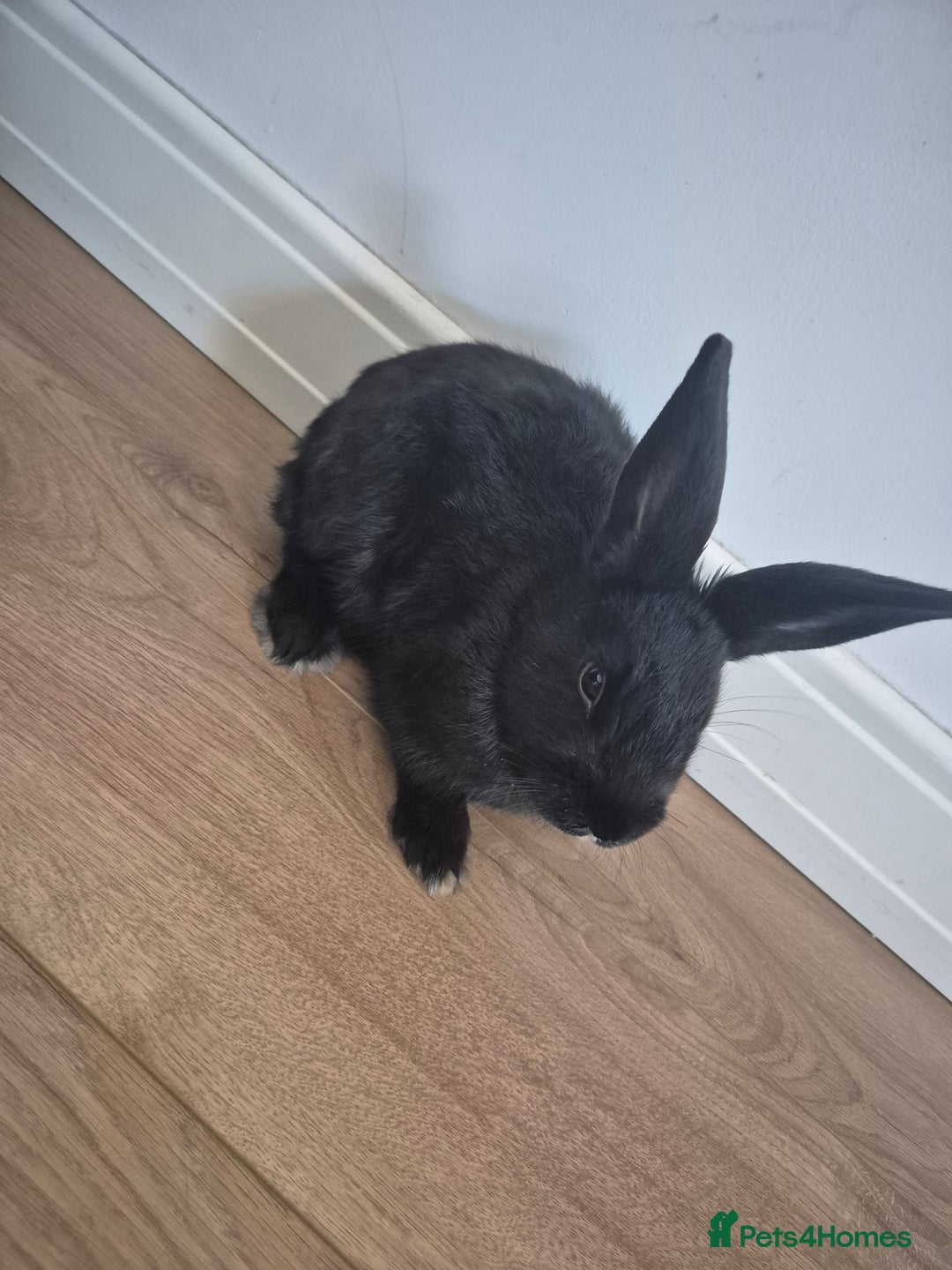 Mixed Breed rabbits for sale: Mini lop cross  - Advert 3