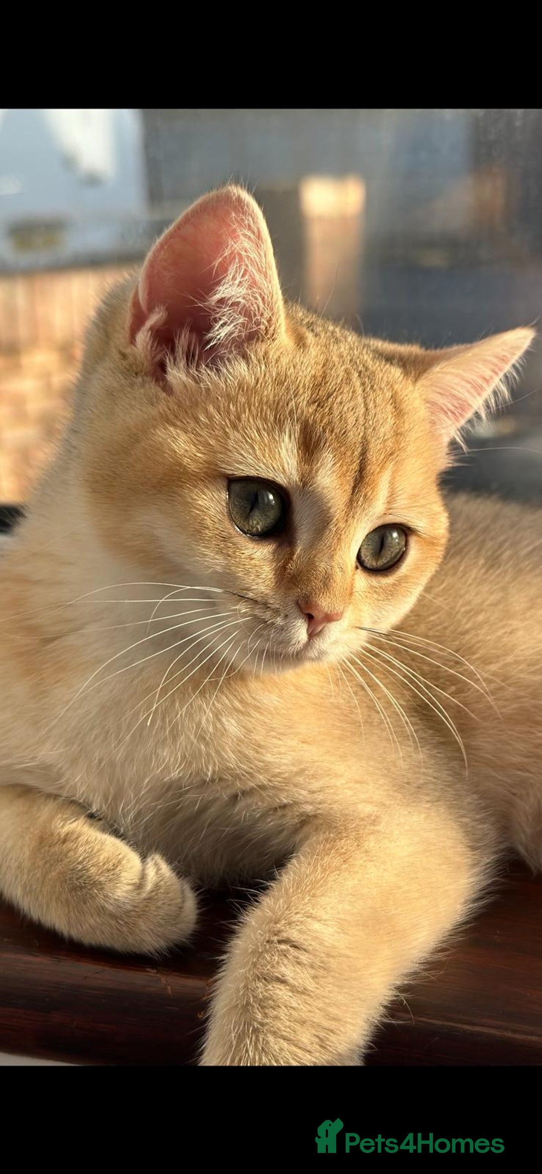 British Shorthair cats for sale: Last British Shorthair Golden kitten GCCF reg - Advert 16