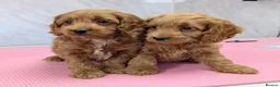 Cockapoo dogs for sale: Licensed breeder, health tested F1 cockapoo pups - Advert 5