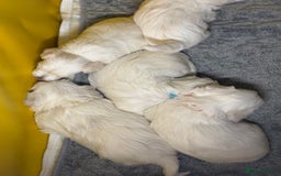 Maltese dogs for sale: Maltese puppy’s  - Image 2