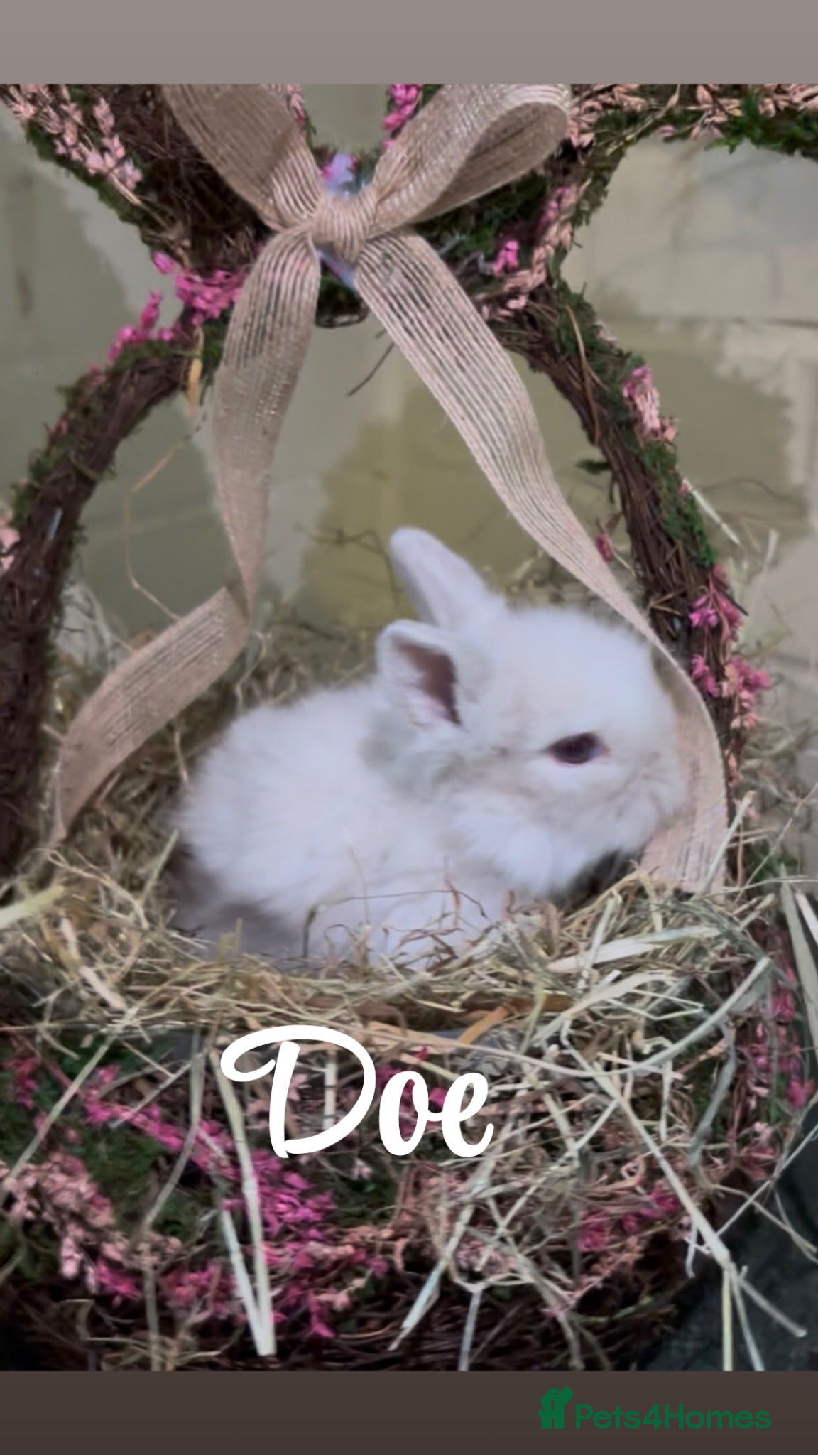 Lionhead rabbits Lion head  - Advert 5