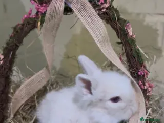 Lionhead rabbits Lion head - Advert 5