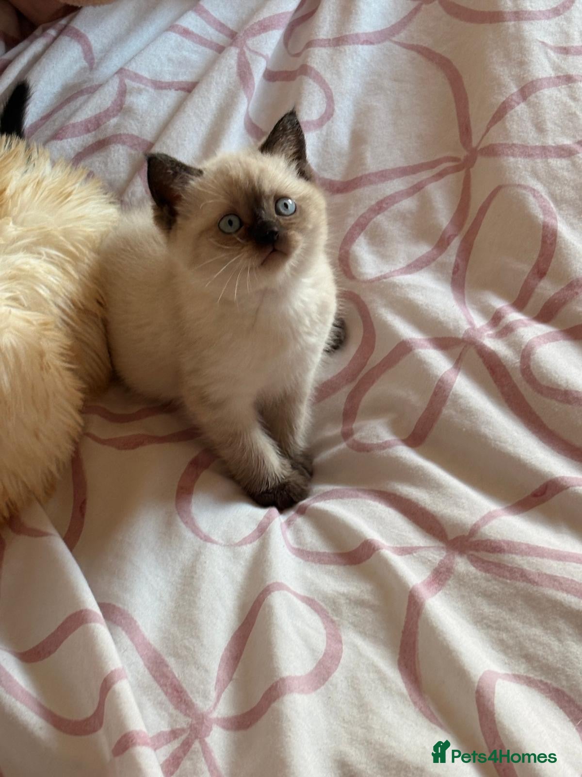 British Shorthair cats British shorthair kittens for sale  - Advert 9