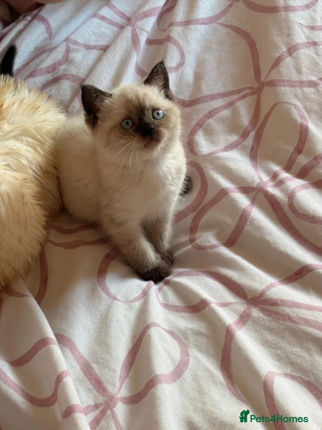 British Shorthair cats for sale: British shorthair kittens for sale  - Advert 2