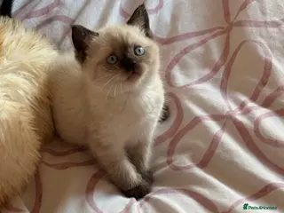 British Shorthair cats British shorthair kittens for sale - Advert 9