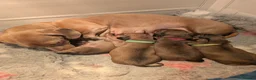 Miniature Dachshund dogs for sale: Beautiful Miniature Dachshund Puppies   - Advert 24