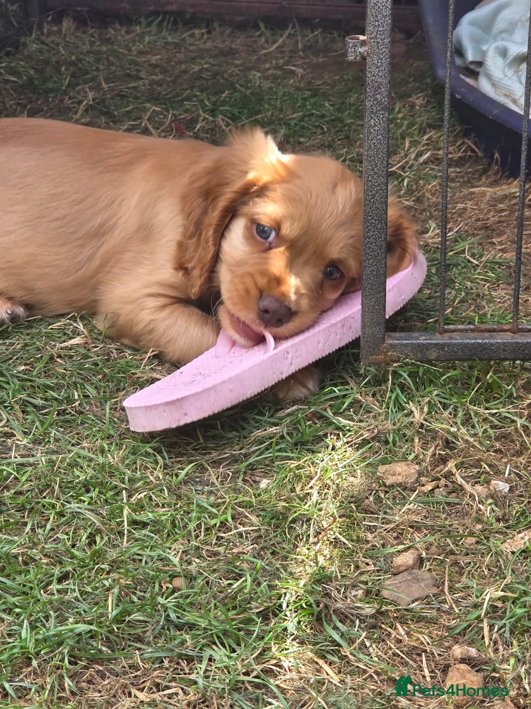 Cocker Spaniel dogs for sale: Red Cocker Spaniel puppies for sale - Image 2