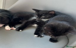 British Longhair cats for sale: Mixed breed kittens long hair Ready now! in Sevenoaks - Image 2