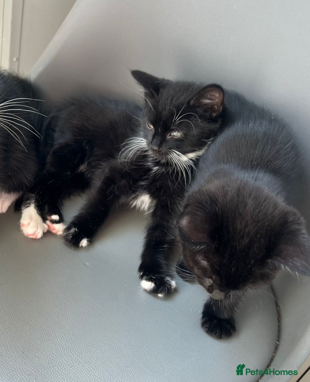 British Longhair cats for sale: Mixed breed kittens long hair Ready now! in Sevenoaks - Image 2