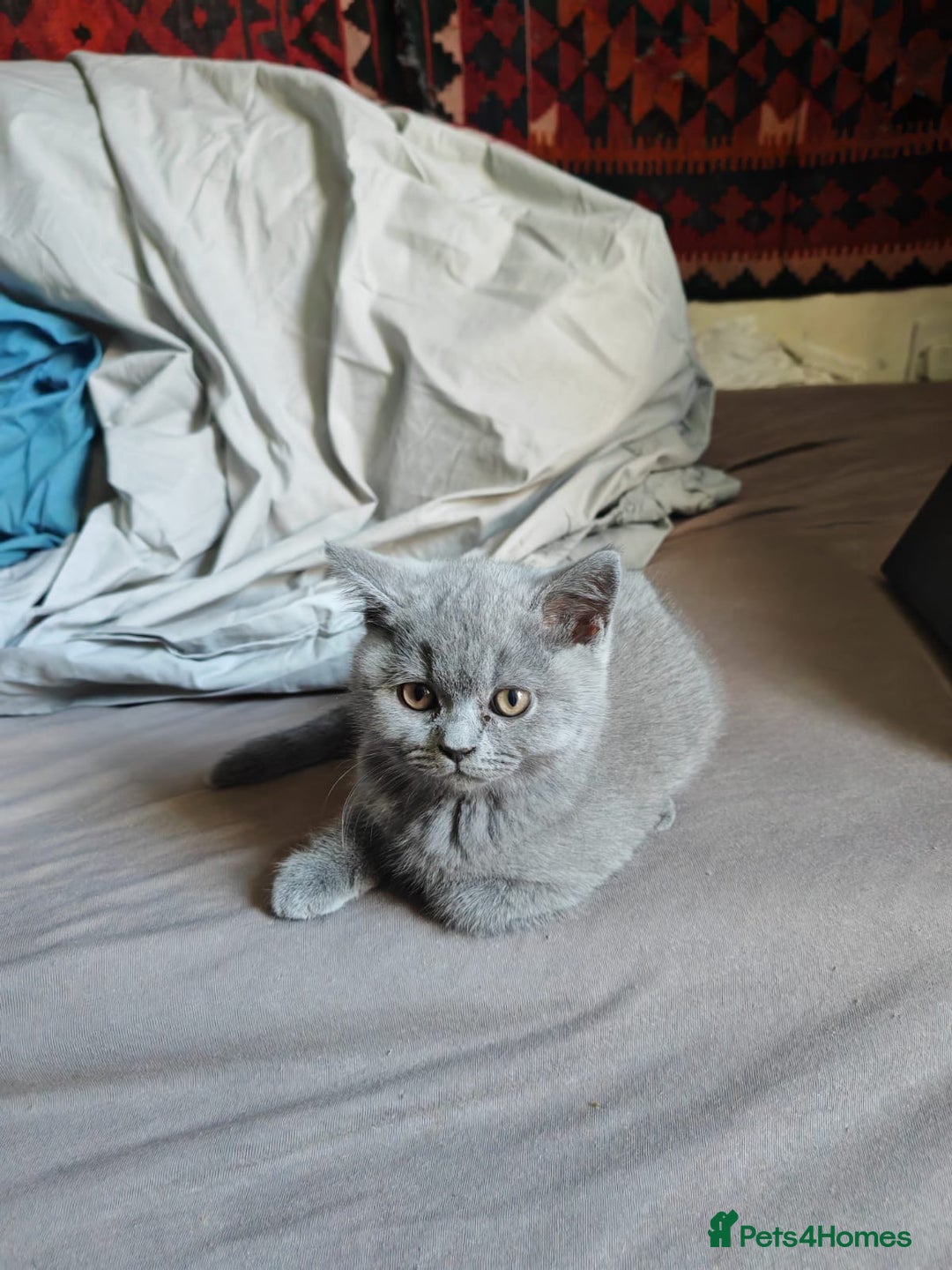 British Shorthair cats for sale: Blue/Lilac British Shorthair Kittens - Advert 5