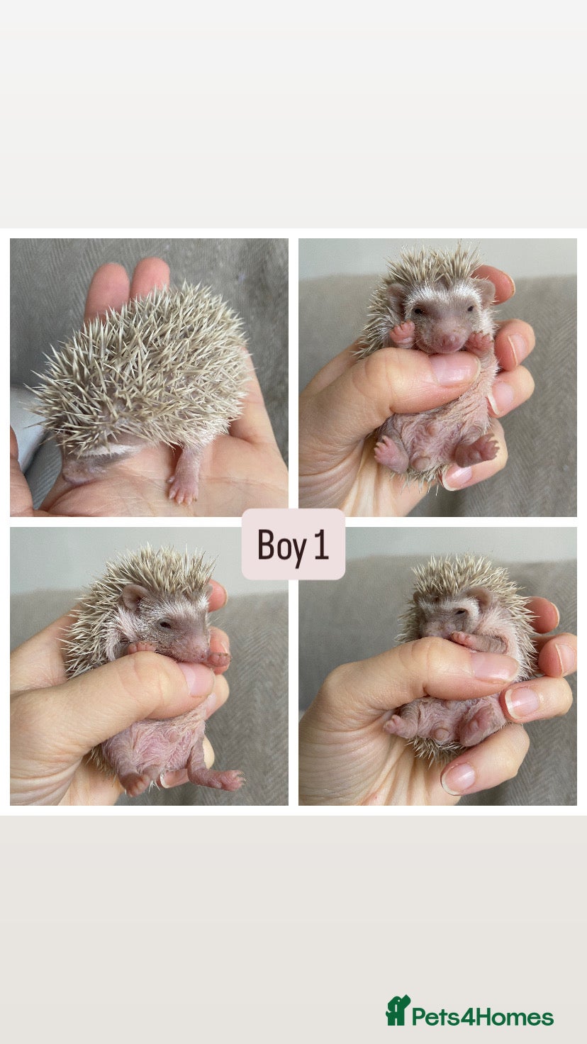 Pygmy Hedgehog rodents Beautiful Pygmy Hedgehogs  - Advert 2