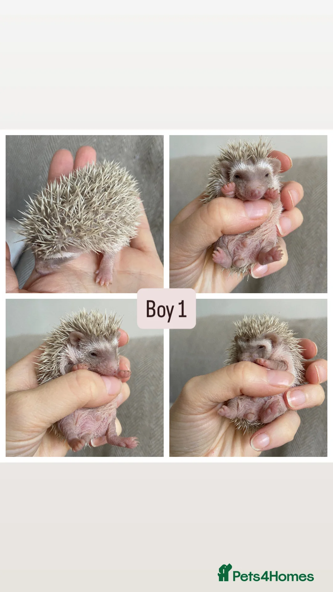 Pygmy Hedgehog rodents for sale: Beautiful Pygmy Hedgehogs  - Advert 1