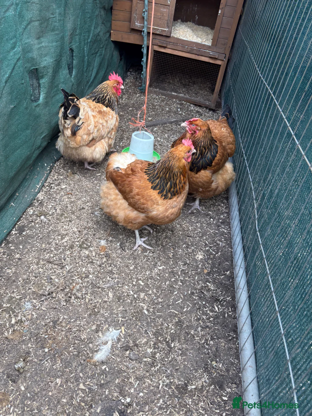 Chickens poultry for sale: Buff Sussex hens - Advert 2