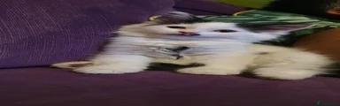 Persian Kitten 1