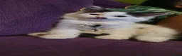 Persian cats for sale: Adorable Persian Cross Kittens - Advert 27