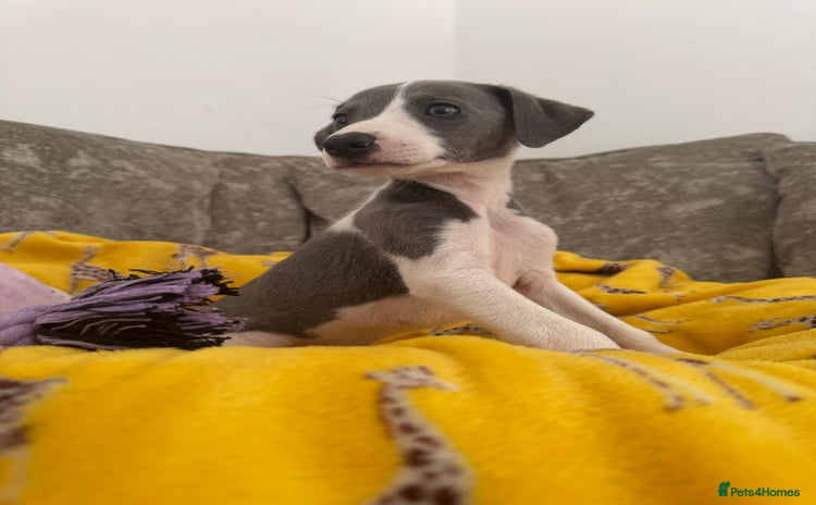 Whippet dogs - Advert 1