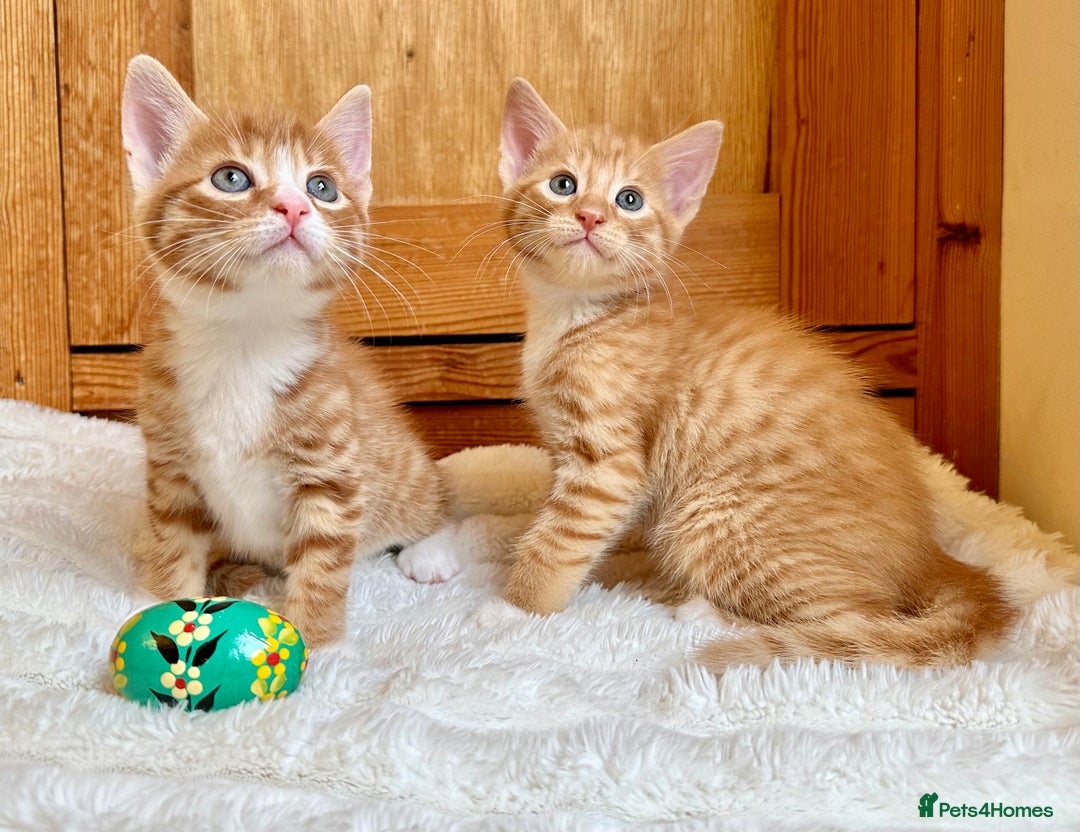 Mixed Breed cats for sale: Ginger Kittens from 1/2 Siamese mum - Image 10