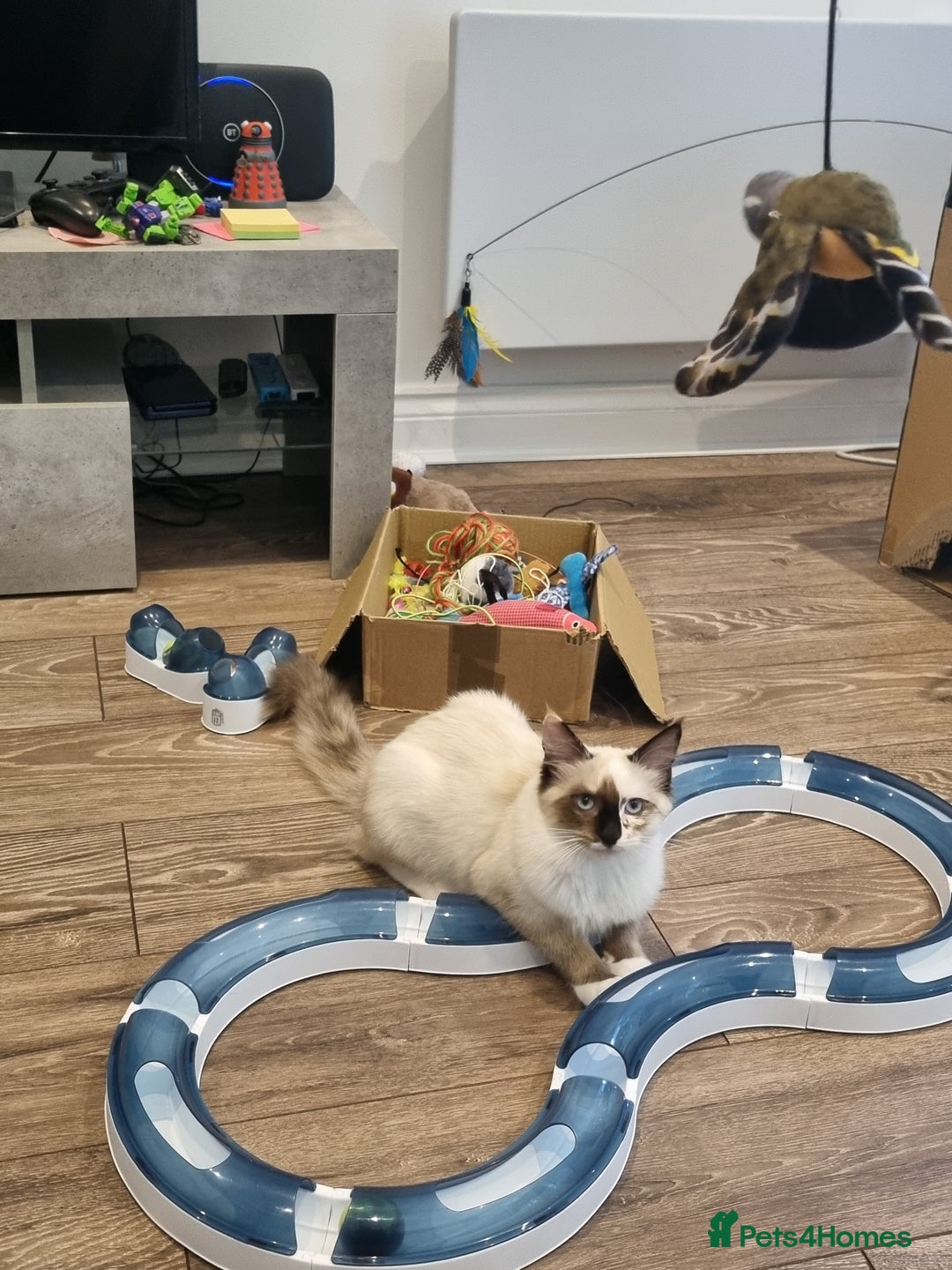 Ragdoll cats for sale: Ragdoll kittens  - Image 4