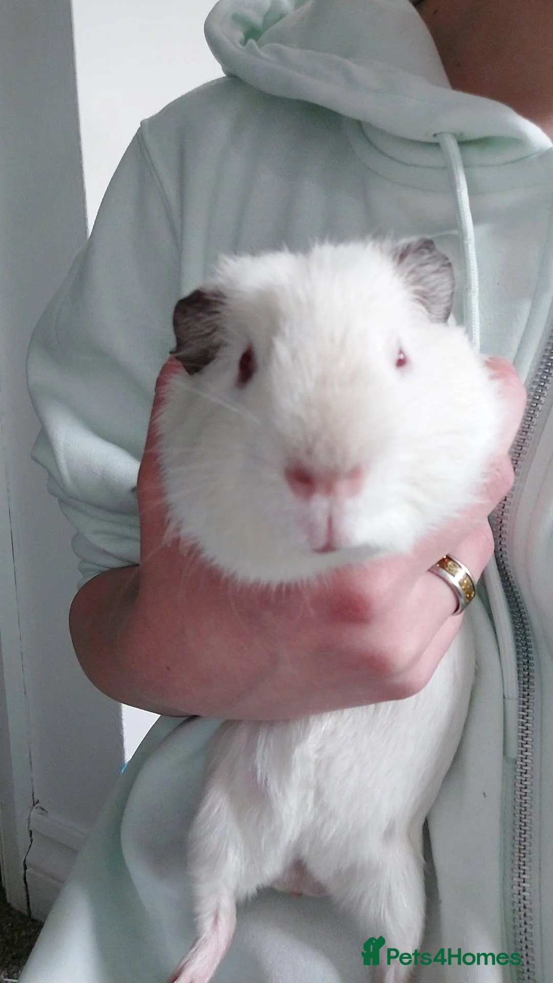 Guinea Pig rodents for sale: Two bonded male guinea pigs in Stourport-on-Severn - Advert 2