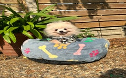 Pomeranian dogs for sale: White and Cream Pomeranian Boys in London - Image 9