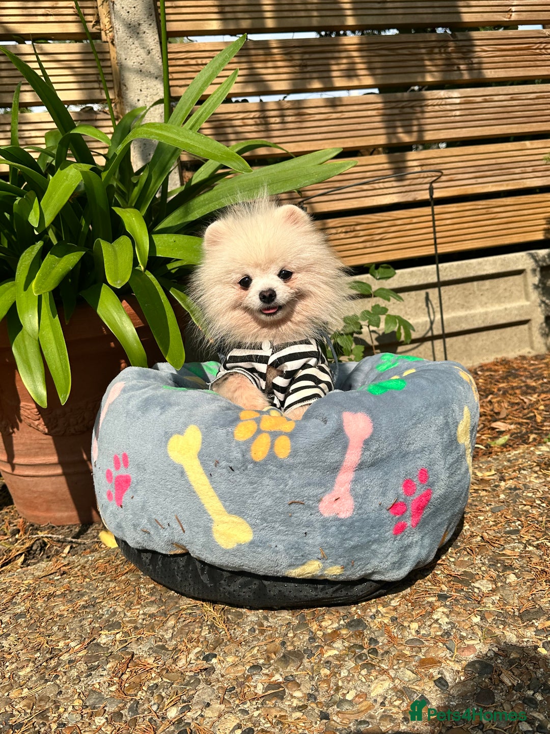 Pomeranian dogs for sale: White and Cream Pomeranian Boys in London - Image 9