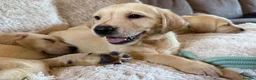 Labrador Retriever dogs for sale: ❤️💫 Superb, chunky, Golden Labrador puppies 💫❤️ in Stourbridge - Advert 14