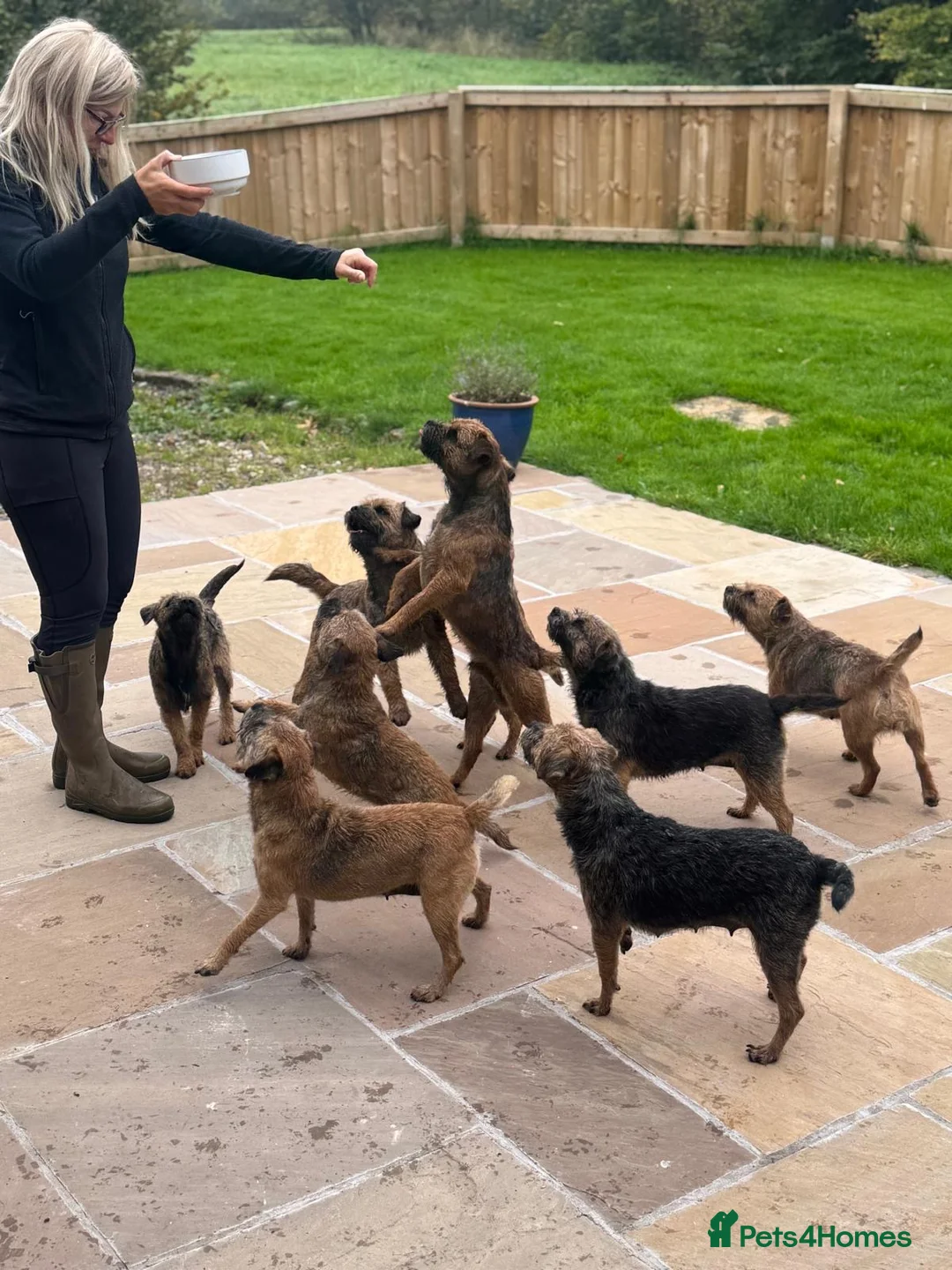 Border Terrier dogs for sale: Beautiful Border Terrier Puppies  in Blackburn - Advert 2