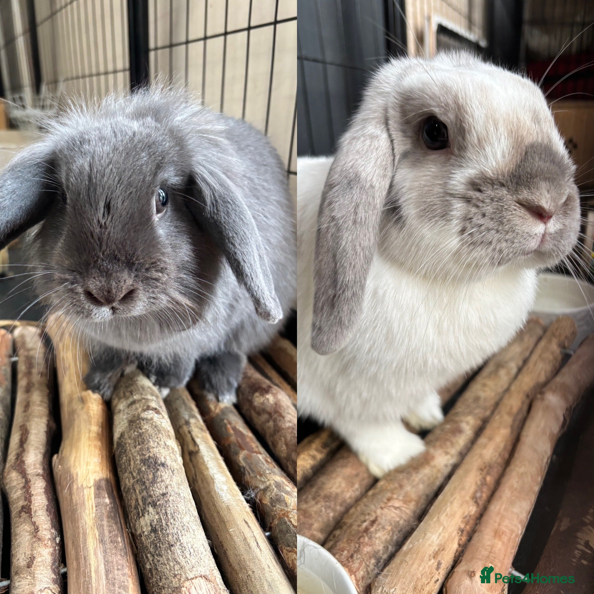 Lionhead rabbits Two Bunnies For Sale £25 each or both for £40 - Advert 1