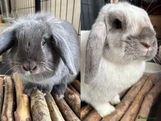 Lionhead rabbits Two Bunnies For Sale £25 each or both for £40 - Advert 1