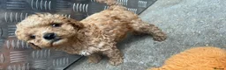 Cavapoo dogs for sale: Cavanpoo puppies  - Advert 4