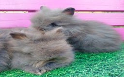Lionhead rabbits for sale: Absolutely Gorgeous Chocolate DM Lionhead Babies - Image 1
