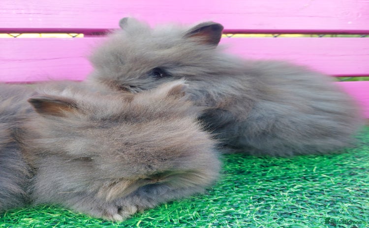 Lionhead rabbits - Advert 1